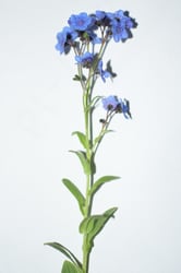 Photo 4 of Cynoglossum amabile