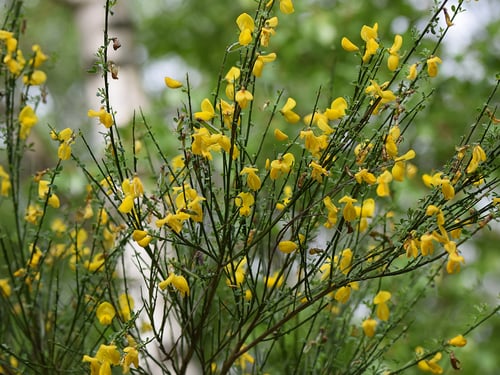 Photo 1 of Cytisus scoparius
