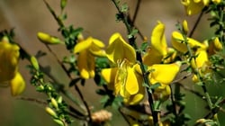 Photo 9 of Cytisus scoparius