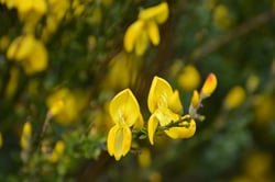Photo 7 of Cytisus scoparius