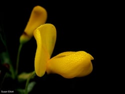 Photo 5 of Cytisus scoparius