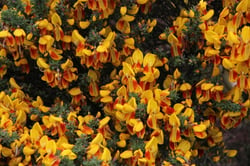 Photo 6 of Cytisus scoparius