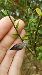 Photo 3 of Cytisus scoparius