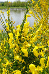 Photo 2 of Cytisus scoparius