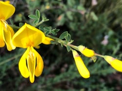 Photo 4 of Cytisus scoparius