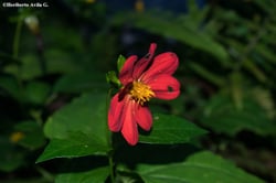 Photo 2 of Dahlia spp.