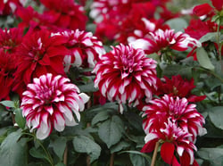 Photo 9 of Dahlia spp.