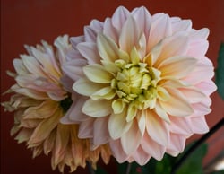 Photo 8 of Dahlia spp.