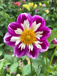 Photo 7 of Dahlia spp.