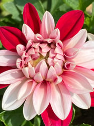 Photo 6 of Dahlia spp.