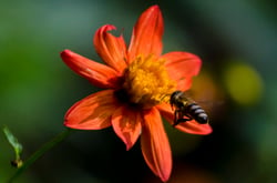 Photo 3 of Dahlia spp.