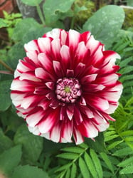 Photo 5 of Dahlia spp.