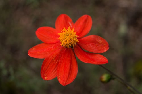 Photo 1 of Dahlia spp.