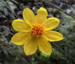 Photo 4 of Dahlia spp.