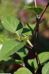 Photo 2 of Datura spp.