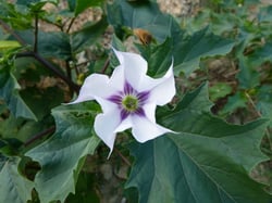 Photo 5 of Datura spp.