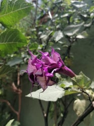 Photo 7 of Datura spp.