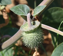 Photo 4 of Datura spp.
