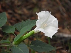 Photo 8 of Datura spp.