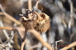 Photo 9 of Datura spp.