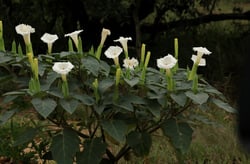 Photo 3 of Datura spp.