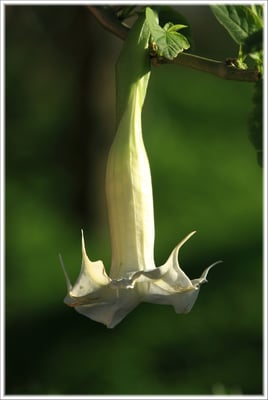 Photo 1 of Datura spp.