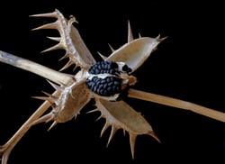 Photo 6 of Datura spp.
