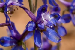 Photo 6 of Delphinium spp.