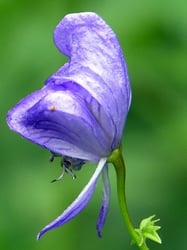 Photo 9 of Delphinium spp.