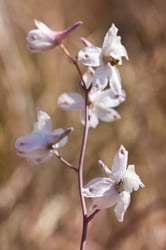 Photo 5 of Delphinium spp.