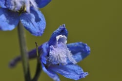 Photo 4 of Delphinium spp.