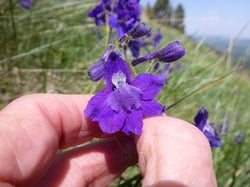 Photo 2 of Delphinium spp.