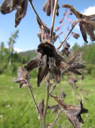 Photo 7 of Delphinium spp.