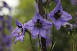 Photo 3 of Delphinium spp.