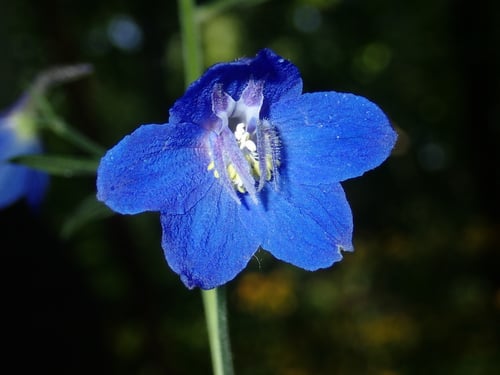 Photo 1 of Delphinium spp.