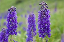 Photo 8 of Delphinium spp.