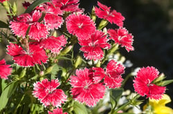 Photo 5 of Dianthus barbatus