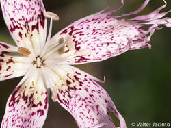 Photo 6 of Dianthus barbatus