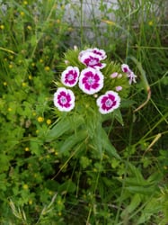 Photo 4 of Dianthus barbatus