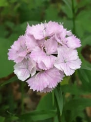 Photo 3 of Dianthus barbatus