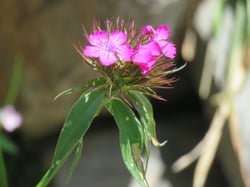 Photo 7 of Dianthus barbatus