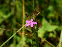 Photo 5 of Dianthus spp.