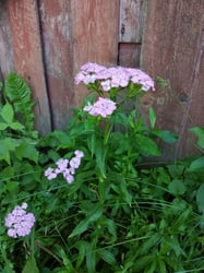 Photo 8 of Dianthus spp.