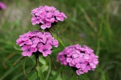 Photo 7 of Dianthus spp.