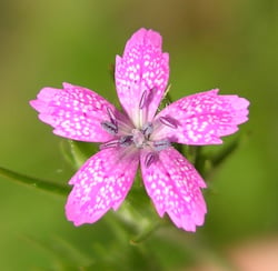 Photo 2 of Dianthus spp.