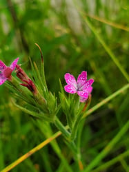 Photo 3 of Dianthus spp.