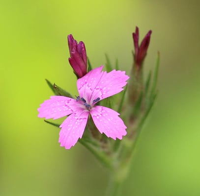 Photo 1 of Dianthus spp.