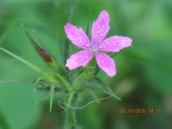 Photo 6 of Dianthus spp.