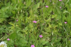 Photo 4 of Dianthus spp.
