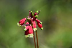 Photo 9 of Dichelostemma ida-maia